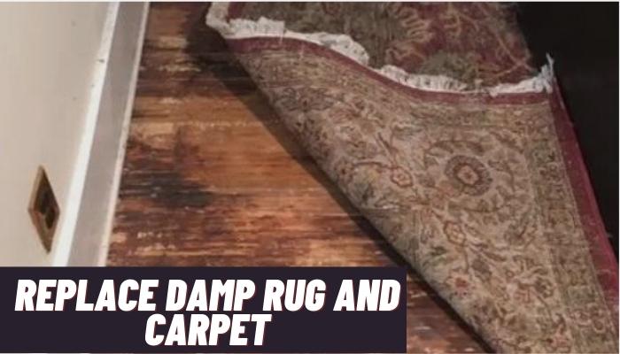 Replace damp Rug and Carpet