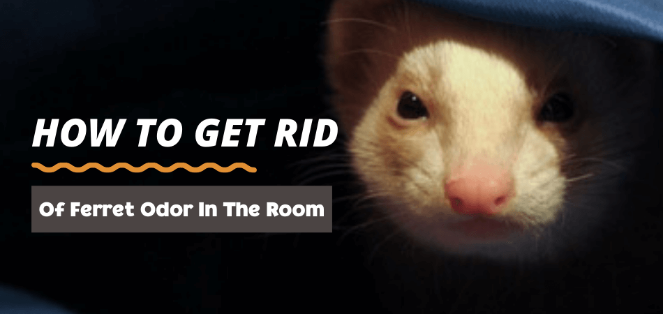 How To Get Rid Of Ferret Odor In The Room