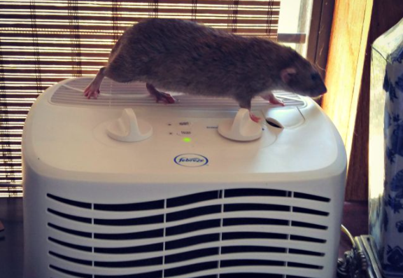 Are Air Purifiers Good for Rats