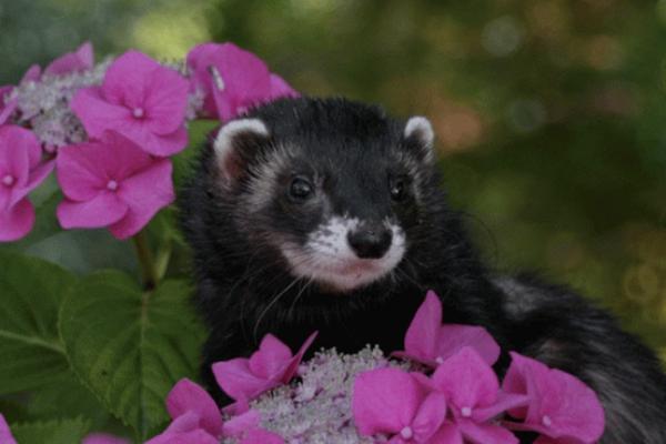 What Are Some Ways To Reduce Ferrets Smell