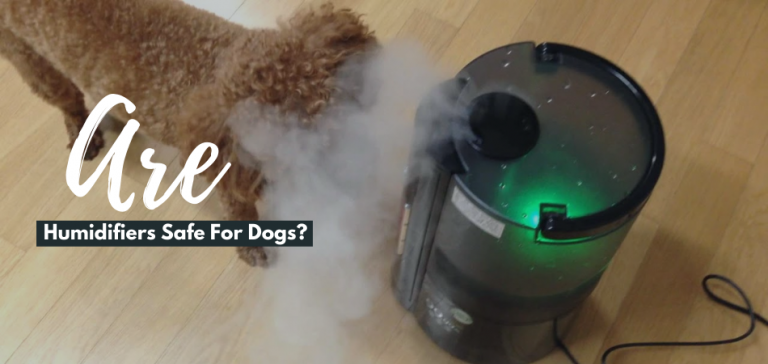 are-humidifiers-safe-for-dogs-everything-you-need-to-know