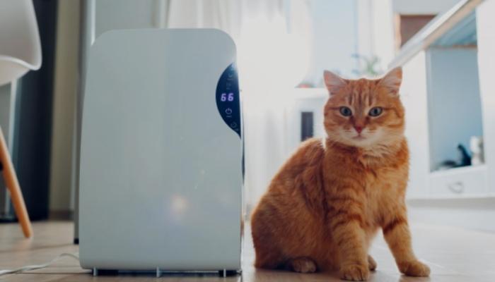 Can I Use The Water From My Dehumidifier For My Pets