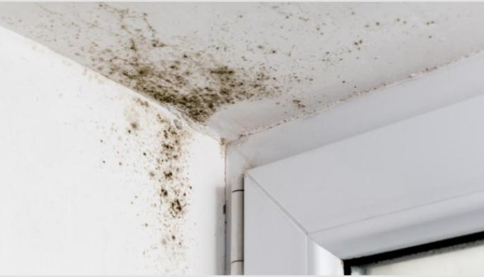 Mold and mildew growth