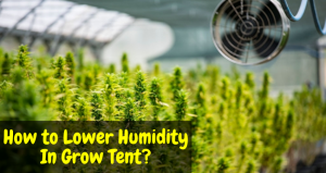 How to Lower Humidity In Grow Tent