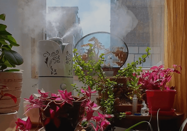 Where Should You Place Your Humidifier For My Plants In The Bedroom